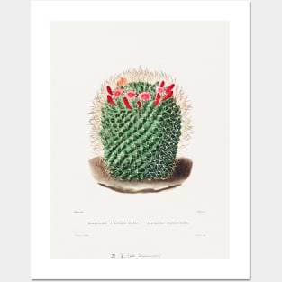 Pincushion Cactus (Mammillaria Dolichocentra) from Iconographie descriptive des cactées by Charles Antoine Lemaire (1801–1871) Posters and Art